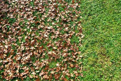 Leaf Removal at Sunset