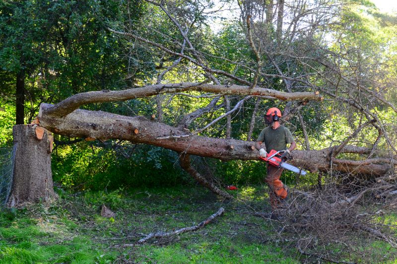 Clearing Debris from Yard