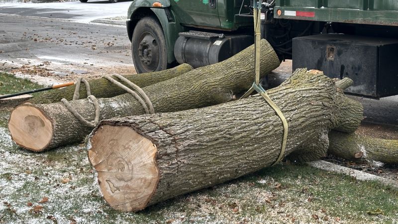Tree Removal Service detail