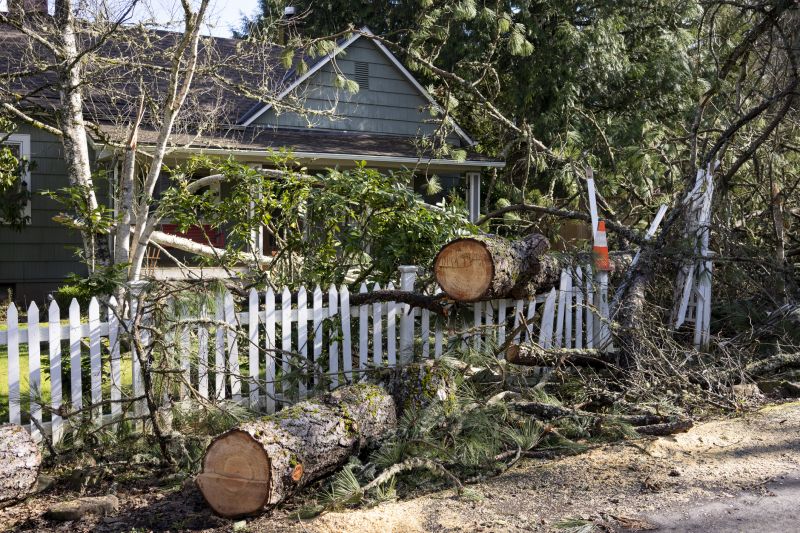 Mimosa Tree Removal
