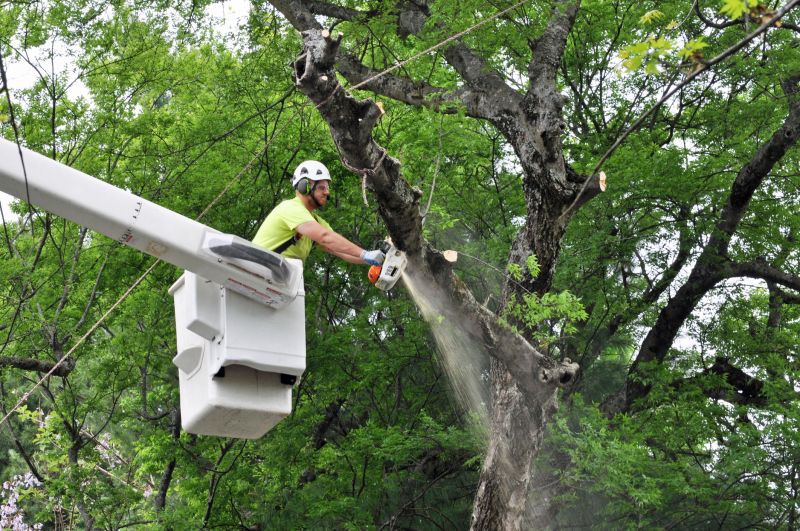 Controlled Felling