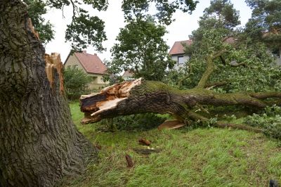 Post-Removal Site Inspection