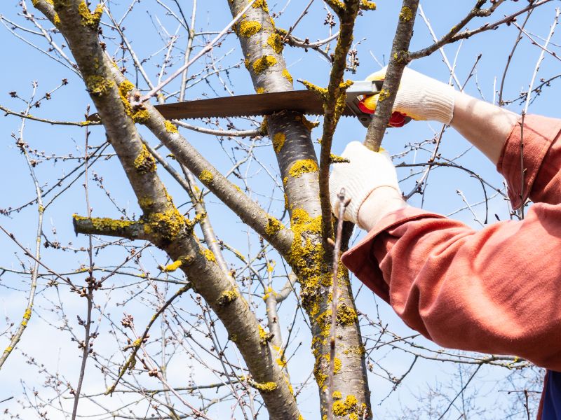 Summer Tree Removal