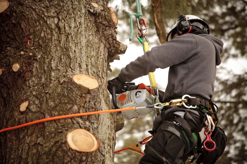 Licensed Arborists at Work